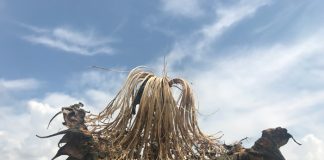 Sclerotinia diseases: Biological and chemical control