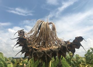 Sclerotinia diseases: Biological and chemical control