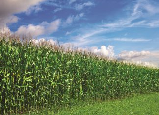 Loging van voedingselemente uit grond ná nat seisoen