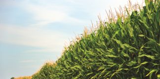 Healthy plants – the link between nutrition and crop protection