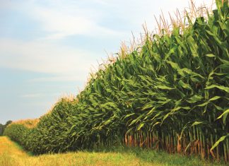 Healthy plants – the link between nutrition and crop protection