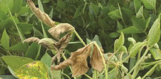 Control options for white mould on grain