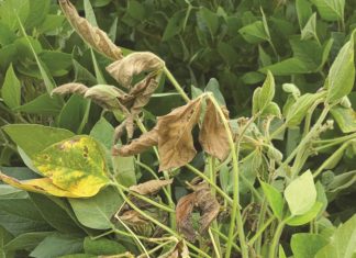 Control options for white mould on grain