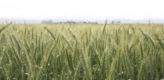 Drie maal skade as fusarium toeslaan