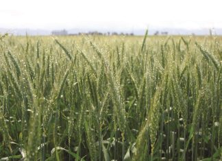 Drie maal skade as fusarium toeslaan