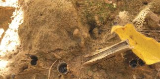 Sclerotinia diseases: cultural control