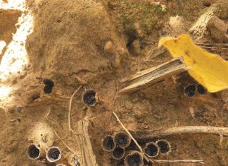 Sclerotinia diseases: cultural control