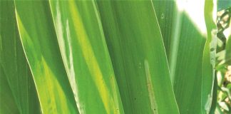 Nematodes as biological control agents