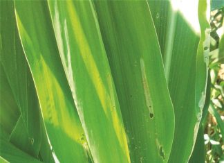 Nematodes as biological control agents