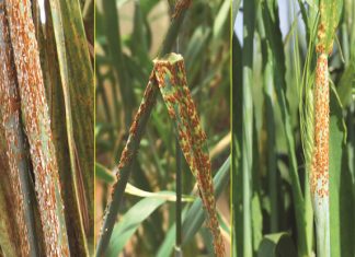 Sensitiwiteit vir swamdoders by stamroesswam getoets