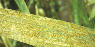 Knowledge crucial in fight against rust