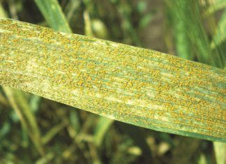 Knowledge crucial in fight against rust