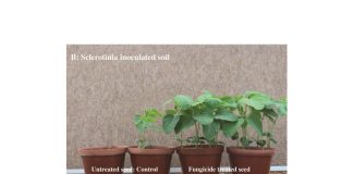Seed treatments with a focus on Sclerotinia diseases