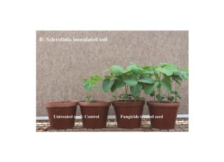 Seed treatments with a focus on Sclerotinia diseases