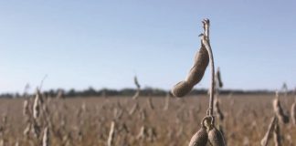 How Argentinian producers approach an excessive dry year