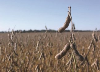 How Argentinian producers approach an excessive dry year