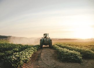 Soybean production in SA – a success story