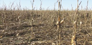 Gibberella stalk rot of maize: a serious threat