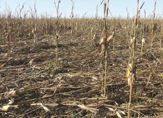 Gibberella stalk rot of maize: a serious threat