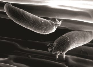 Let’s not be caught unawares by these aliens