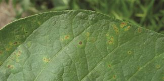Be on the lookout for bacterial diseases