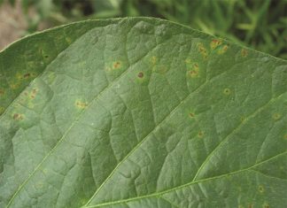 Be on the lookout for bacterial diseases