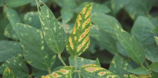 Accurate disease diagnostics – appearances can be deceptive
