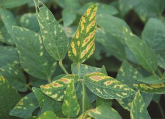 Accurate disease diagnostics – appearances can be deceptive