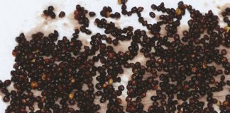 Gradering van graansorghum – waarom en wat behels die proses?