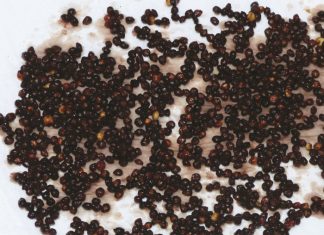 Gradering van graansorghum – waarom en wat behels die proses?