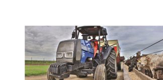 Is there a role for sorghum in the local beef industry?