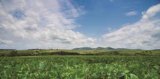 Sojabone in die nuwe seisoen en die Noordwes-El Niño