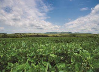Sojabone in die nuwe seisoen en die Noordwes-El Niño