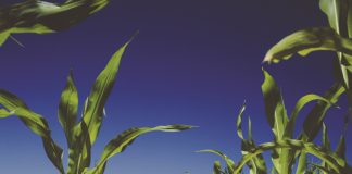 Klimaatstoestande problematies vir graanprodusente