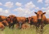 New trends in livestock breeding