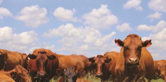 New trends in livestock breeding