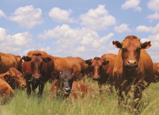New trends in livestock breeding