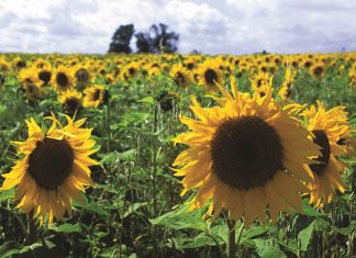 Insetkoste steeds ’n klip in die skoen vir produsente