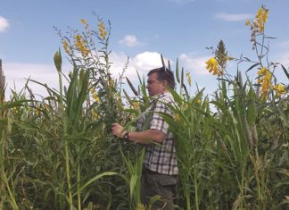 Dekgewasse bied langtermyn-finansiële voordele