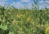 Latest research shows benefits of cover crops