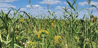 Latest research shows benefits of cover crops