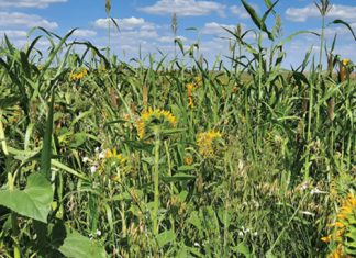 Latest research shows benefits of cover crops