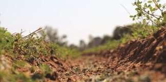 Testing cover crop mixtures as pastures