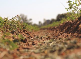 Testing cover crop mixtures as pastures