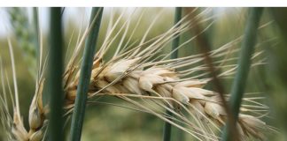 Fusarium-aarskroei: Beter beheer deur oesreste te verminder