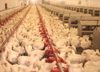 Kan voëlgriep graanmarkte affekteer?