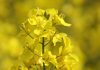 Record-breaking canola harvest expected