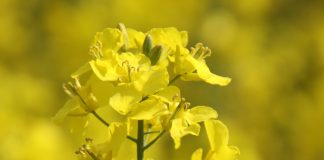 Record-breaking canola harvest expected