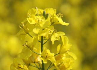 Record-breaking canola harvest expected