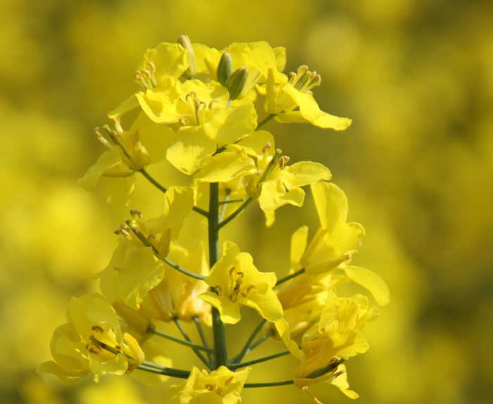 Record-breaking canola harvest expected